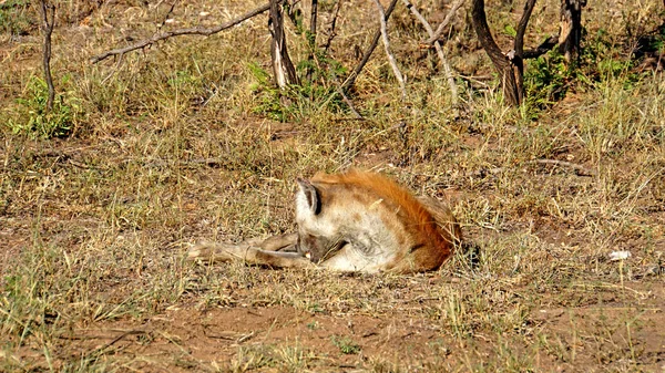 Bodycare hyena — Stock fotografie