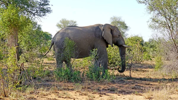 Elefante de touro africano — Fotografia de Stock