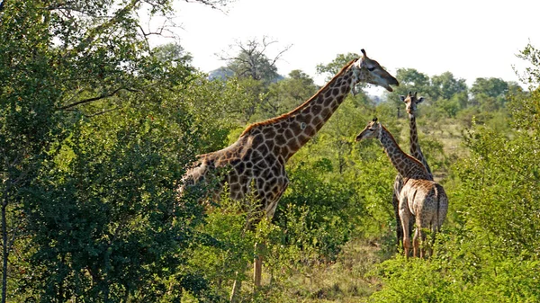 Giraffes in South Africa — Stock Photo, Image