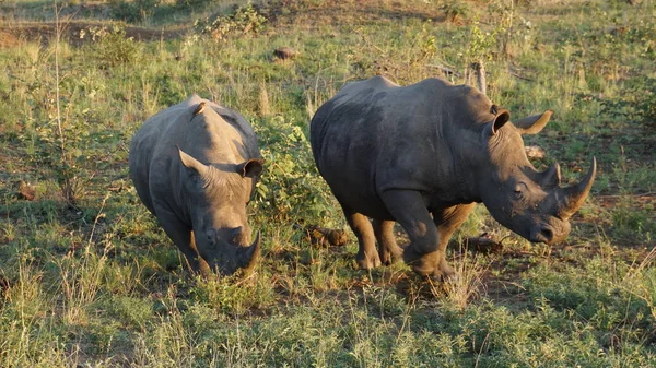 Rinocerontes com Oxpecker de bico vermelho — Fotografia de Stock