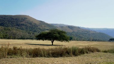 Şemsiye akasya bir alan üzerinde