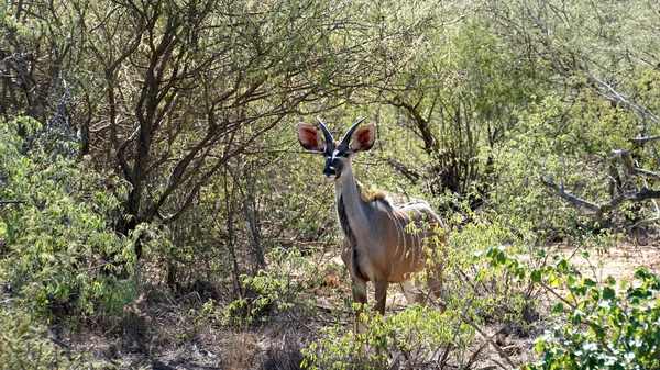 Mladá kudu buck — Stock fotografie