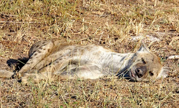 Een Slapende Gevlekte Hyena Een Gevlekte Hyena Valt Slaap Ochtendzon — Stockfoto