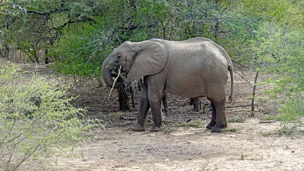Elefante Africano Elefante Touro Parque Nacional Kruger África Sul — Fotografia de Stock