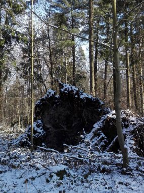 Sonra kış fırtınada düşmüş bir ağaç bir fırtına/Root topun peşinde