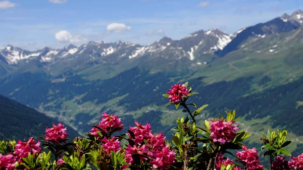 Mittelpunkt Des Bildes Stehen Die Blühenden Alpenrosen Hintergrund Die Berggipfel — Stockfoto