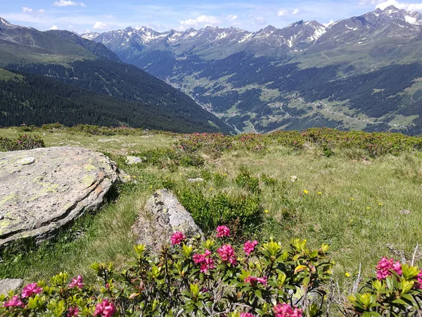 Primeiro Plano Imagem Últimas Rosas Alpinas Florescem Prado Montanha Grandes — Fotografia de Stock