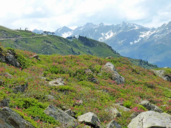 Borda Caminho Últimas Rosas Alpinas Florescem Uma Encosta Montanha Entre — Fotografia de Stock