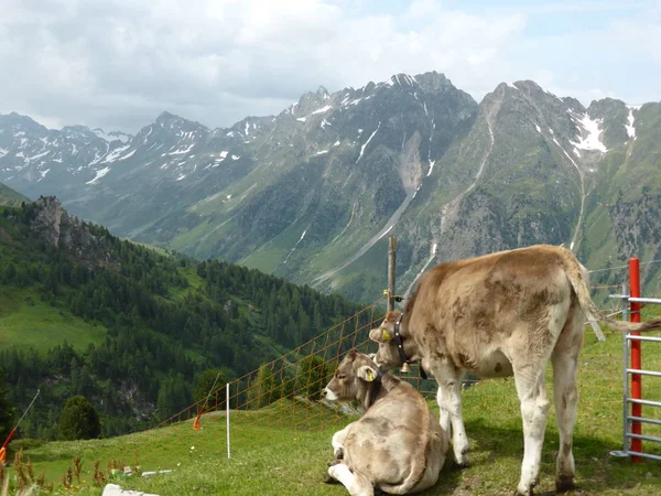 Dois Bezerros Pasto Montanha Frente Pano Fundo Verwallgruppe Paznaun Tirol — Fotografia de Stock