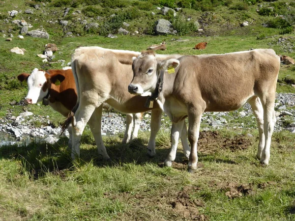 Nahaufnahme Von Drei Jungrindern Einem Felsigen Bachbett Paznaun Tirol Österreich — Stockfoto