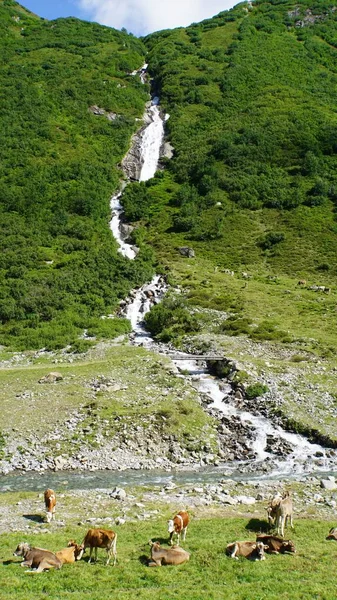 Маленький Водоспад Паснаун Тіролі Впадає Річку Корови Пасуться Луках — стокове фото