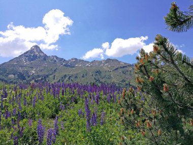 Resim mavi lupinler denizi, bir çam ağacı ve bir dağ zirvesini gösteriyor. Bulutlu mavi gökyüzü. Avusturya 'daki Vorarlberg federal eyaletinde manzara