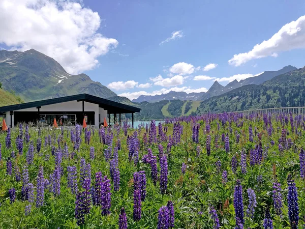 Ein Blütenmeer Blauer Lupinen Und Hintergrund Eine Hütte Und Die — Stockfoto