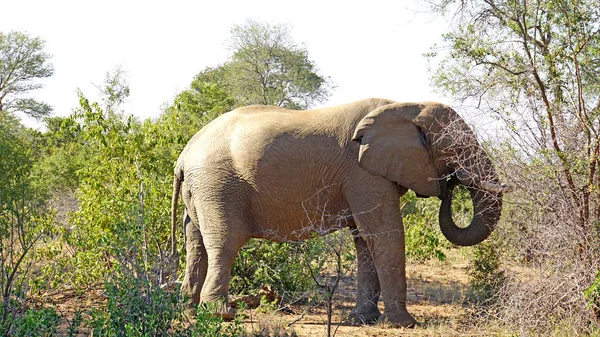 Elefante Touro Parque Nacional Kruger África Sul — Fotografia de Stock