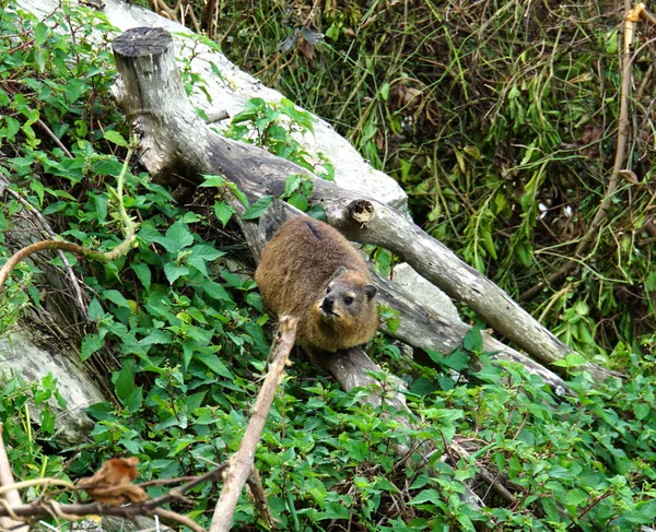 Rock Hyrax Trädstam Tsitsikamma National Park Sydafrika — Stockfoto