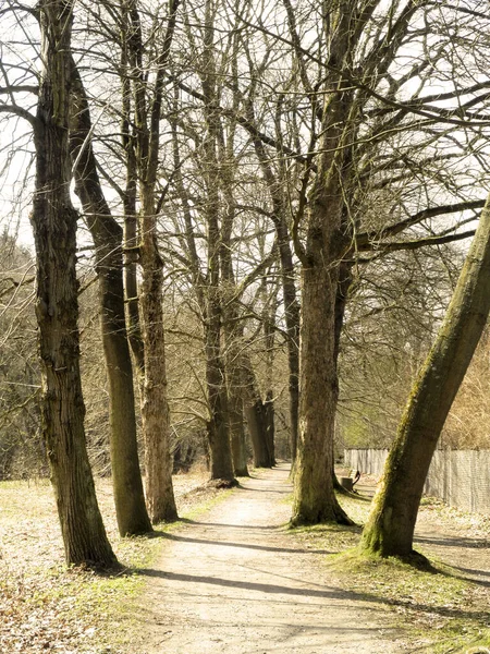 Caminho Cercado Por Árvores Decíduas Nuas Primavera — Fotografia de Stock