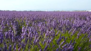Lavanta alanları çiçekler rüzgarda salıncak