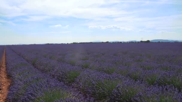 Lavanta alanları çiçekler rüzgarda salıncak — Stok video
