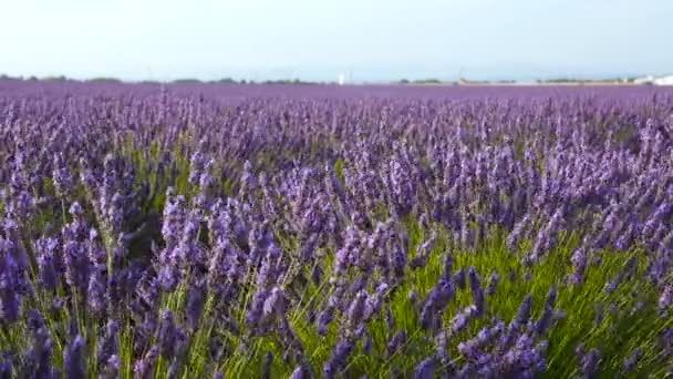 Lavendel fält blommor gunga i vinden — Stockvideo
