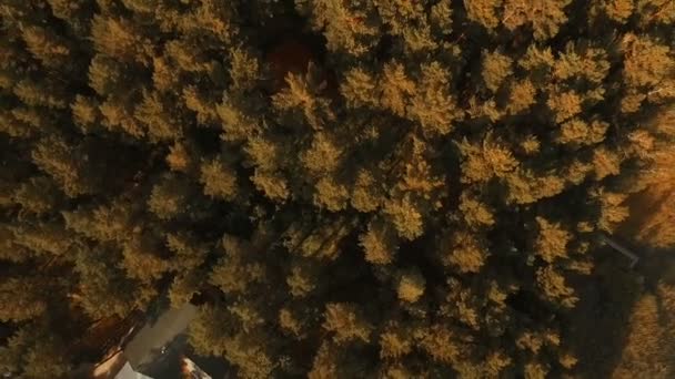 Vista aérea. Volando sobre los hermosos árboles del bosque. Volar cámara de tiro — Vídeo de stock