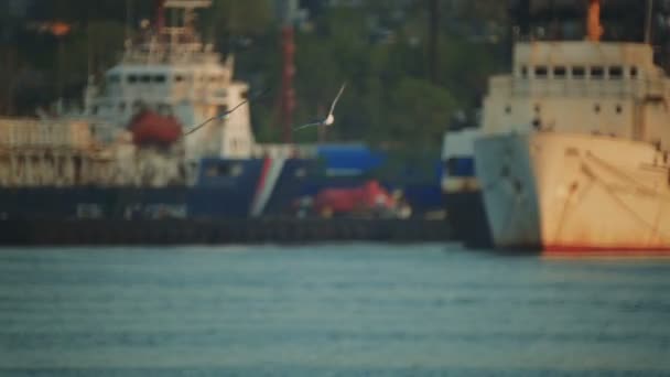 Os navios estão no porto. As gaivotas sobrevoam a água na área portuária. close-up — Vídeo de Stock