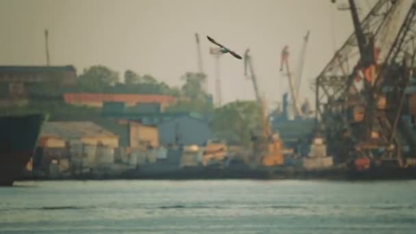 Schiffe liegen im Hafen. Möwen fliegen im Hafengebiet über das Wasser. Frachtschiffe — Stockvideo