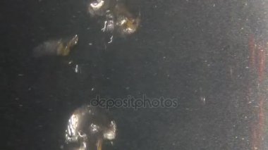 Makarna kaynayan suya düşüyor. Kaynar su kabarcıkları. closeup dolly vurdu. Yavaş mo