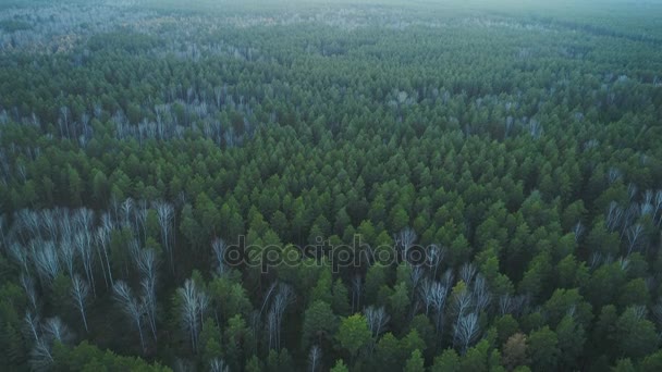 Повітряний вид на природу зеленого дикого лісу — стокове відео
