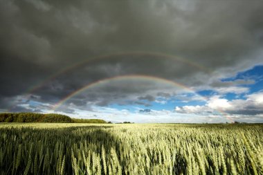 dubbele regenboog over tarweveldbuğday alan üzerinden çift gökkuşağı