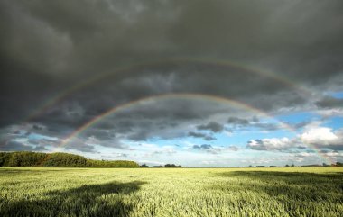 dubbele regenboog over tarweveldbuğday alan üzerinden çift gökkuşağı