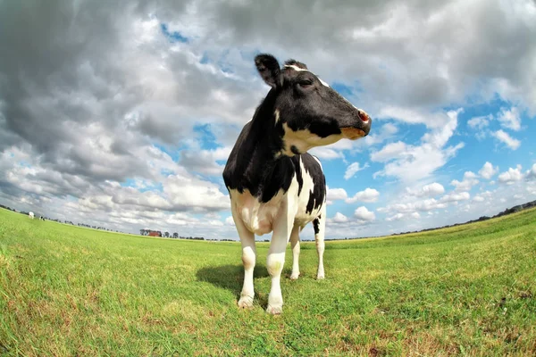 Гордая корова на пастбище над небом — стоковое фото