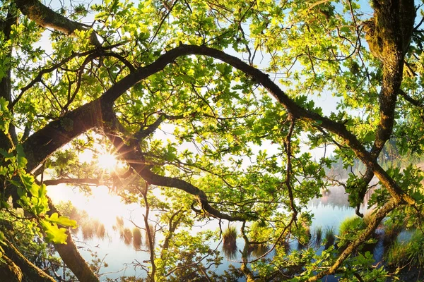 Солнечный свет сквозь ветви дуба — стоковое фото