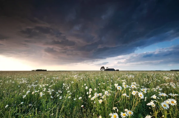 Donkere stormachtige wolk over Kamille veld — Stockfoto