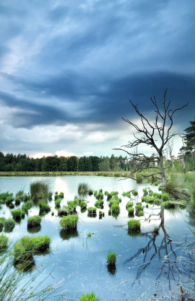 Stürmisches Wetter über wildem Sumpf — Stockfoto