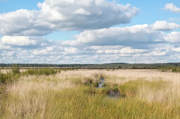 Niebieski zachmurzone niebo nad marsh — Zdjęcie stockowe