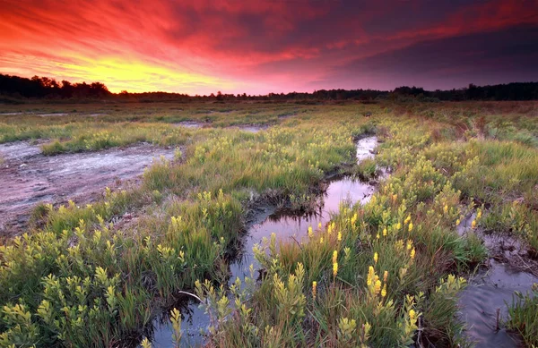 Dramatic fire sunrise over moosland with bog asphodel — Stock Photo, Image