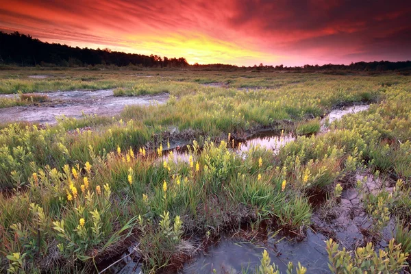 Violet lever de soleil dramatique sur la lande avec asphodel tourbière — Photo