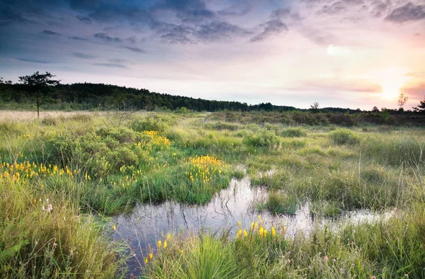 Amanecer sobre pantano con flores de asphodel pantano — Foto de Stock