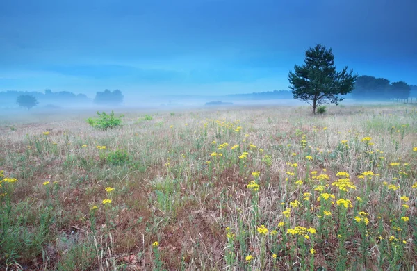 Arnica flowers on hill in morning — Stock Photo, Image