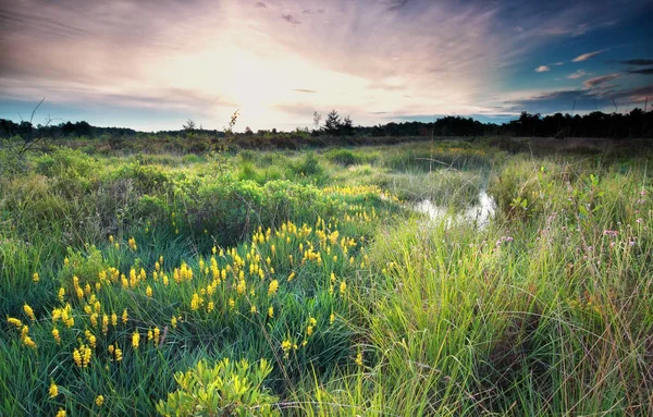 Lever de soleil sur un marais sauvage avec une fleur d'asphodel de tourbière — Photo