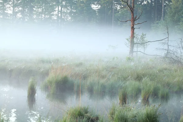 Nebliger Morgen auf dem Sumpf — Stockfoto