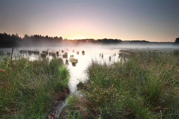 Kalm zonsopgang op mistige moor — Stockfoto