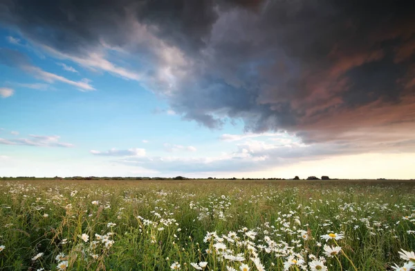 Schöner Himmel über dem Kamillenfeld — Stockfoto