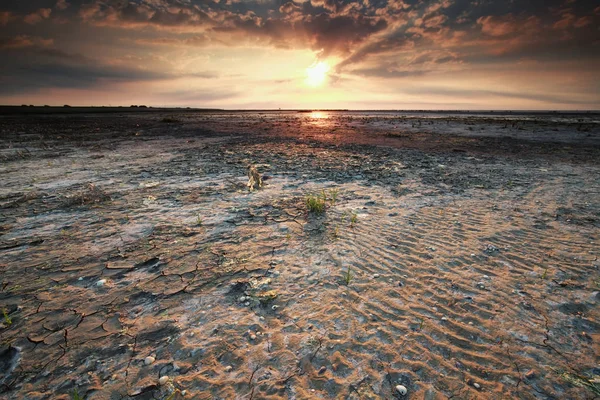 ワッデン海海岸干潮時にゴールド夕日 — ストック写真