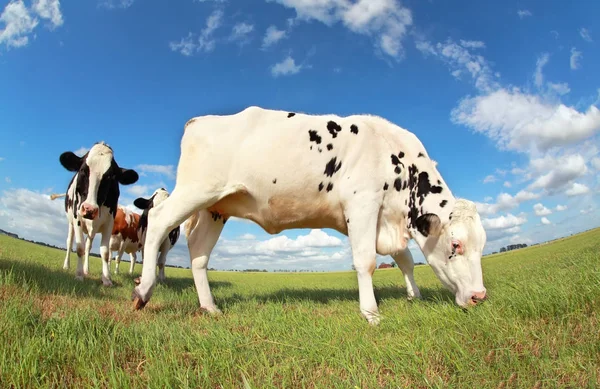 Pășunatul vacii pe pășune — Fotografie, imagine de stoc