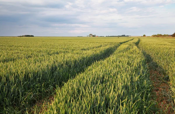 Campo de trigo no verão — Fotografia de Stock