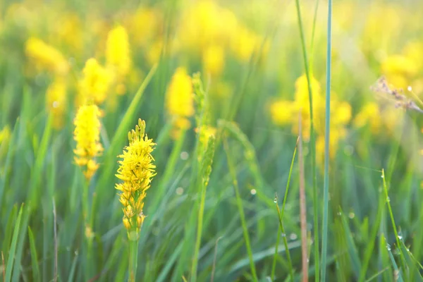 Mossen asphodel blomma närbild — Stockfoto
