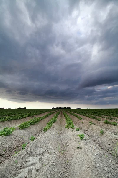 Zachmurzone niebo nad pole ziemniaków — Zdjęcie stockowe