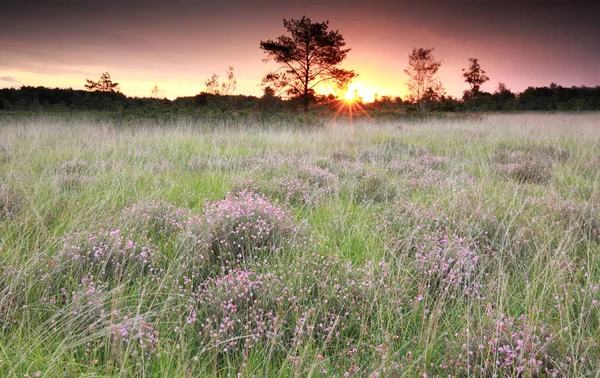 Paarse zonsopgang boven moeras met heather — Stockfoto