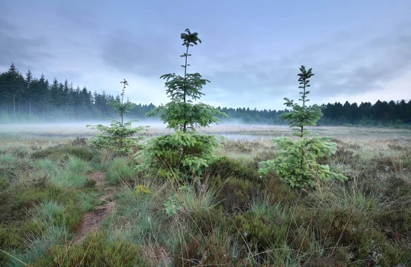 霧の深い朝中小ぎれいな木 — ストック写真